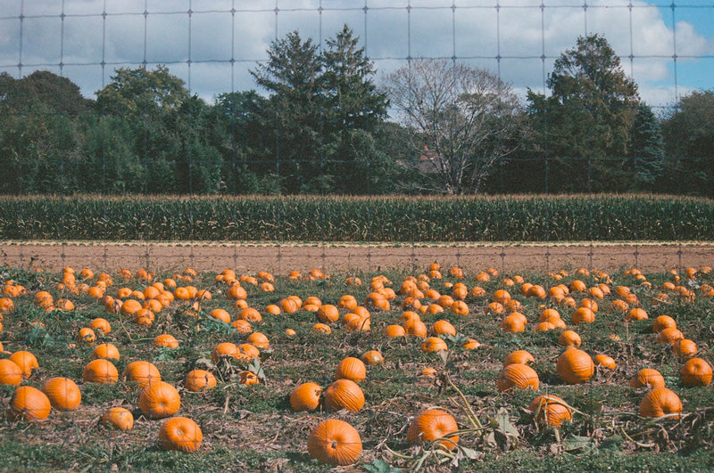 Hamptons' Farmstands in Autumn