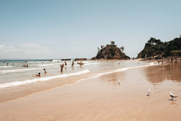 Seagulls and Summer Swells