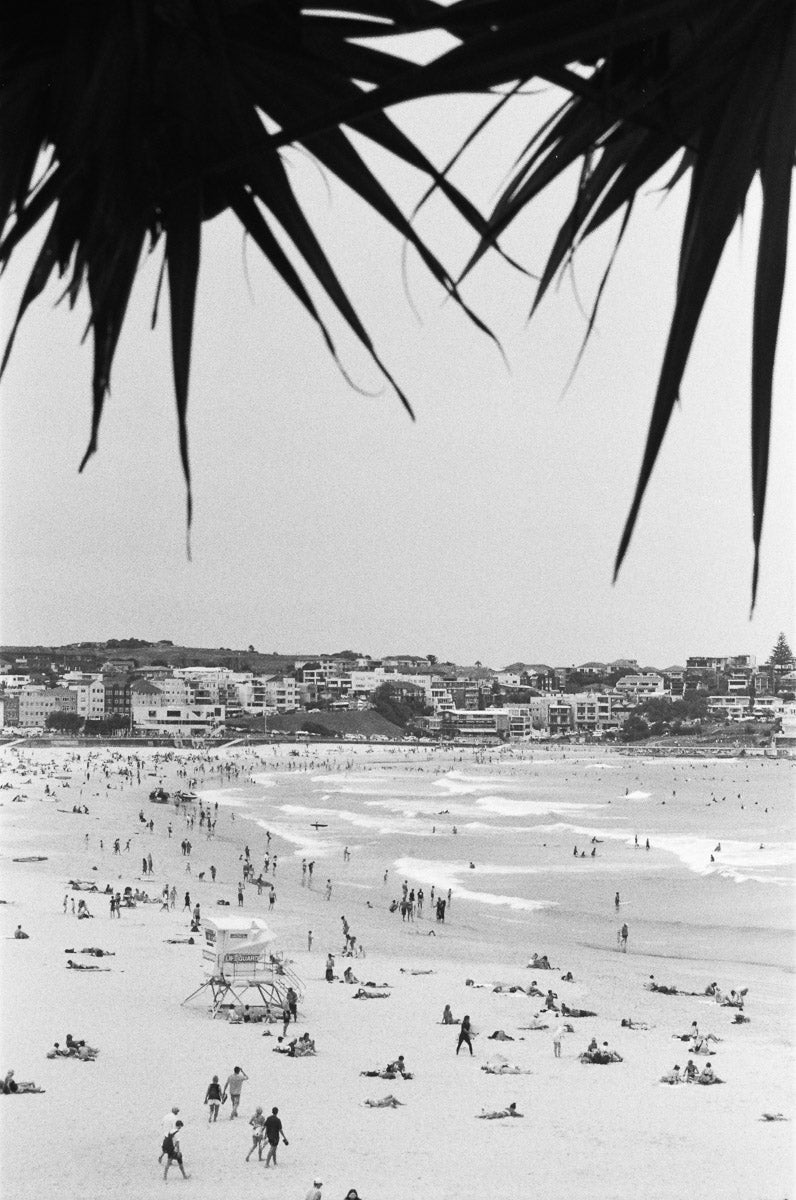 Bondi Framed By Palms